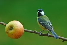 Great Tit With Apple Royalty Free Stock Image