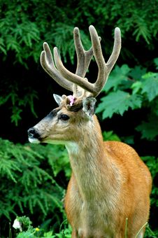 Black Tail Deer Buck Stock Image