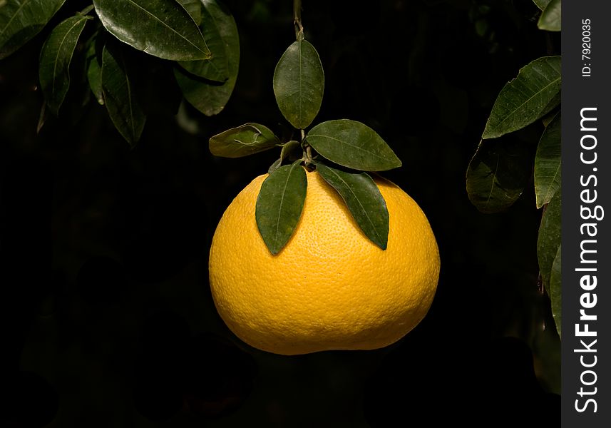 Close up of tangerine isolated ob black background