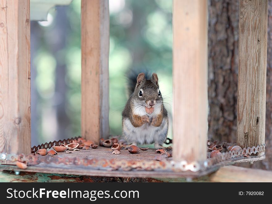 Squirrel eating nuts on feeder