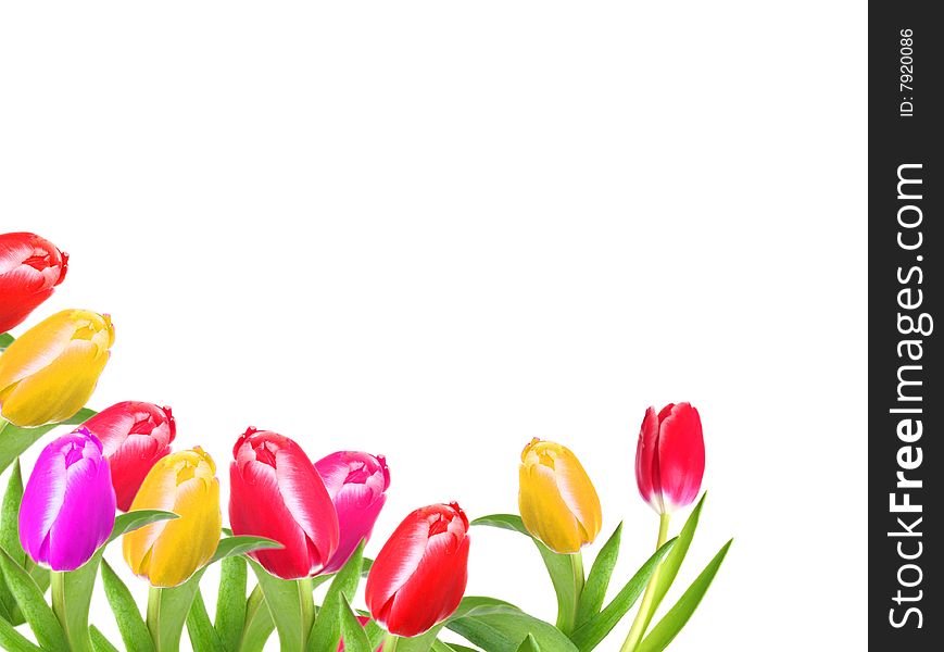 Shot of some pretty tulips on white with room for text. Shot of some pretty tulips on white with room for text