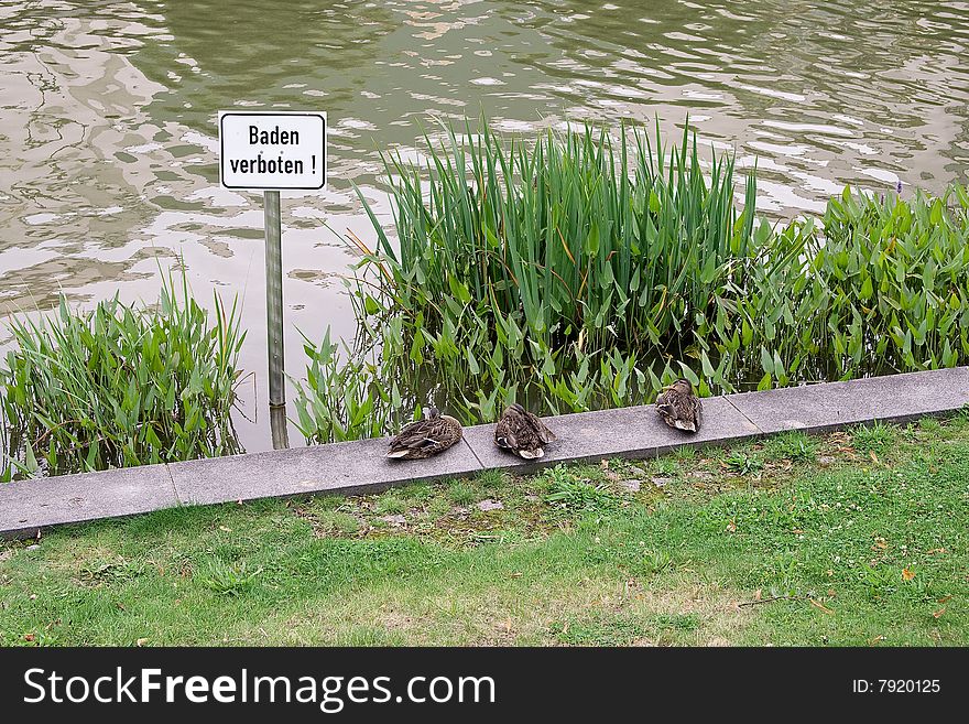 Ducks sleep on the bank of lake. Ducks sleep on the bank of lake