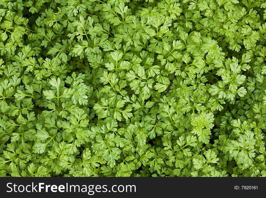 Close up macro shot of bright green plants and leaves, perfect to use as a background. Close up macro shot of bright green plants and leaves, perfect to use as a background