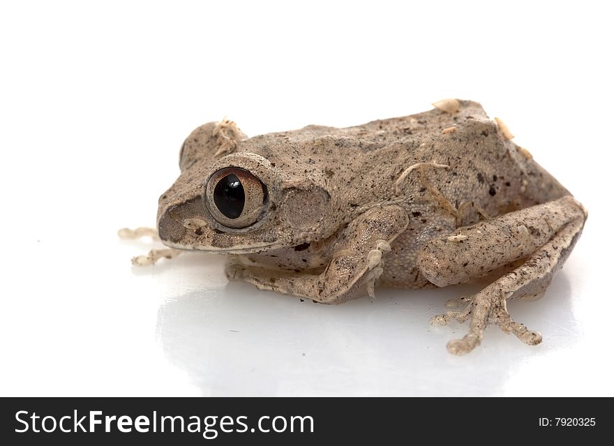 African Big Eyed Frog isolated on white background.