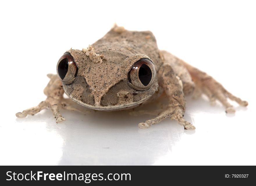 African Big Eyed Frog isolated on white background.