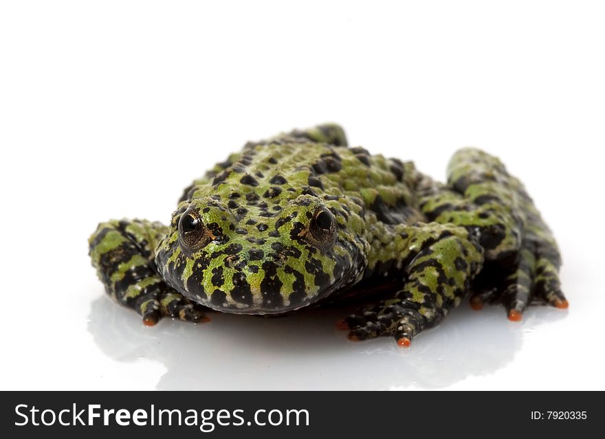 Fire-bellied Toad (Bombina orientalis) isolated on white background.