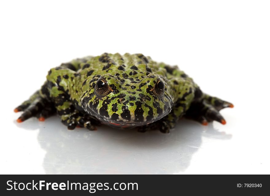 Fire-bellied Toad (Bombina orientalis) isolated on white background.