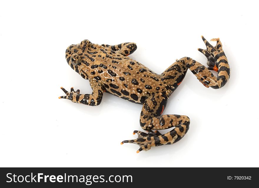 Fire-bellied Toad (Bombina orientalis) isolated on white background.