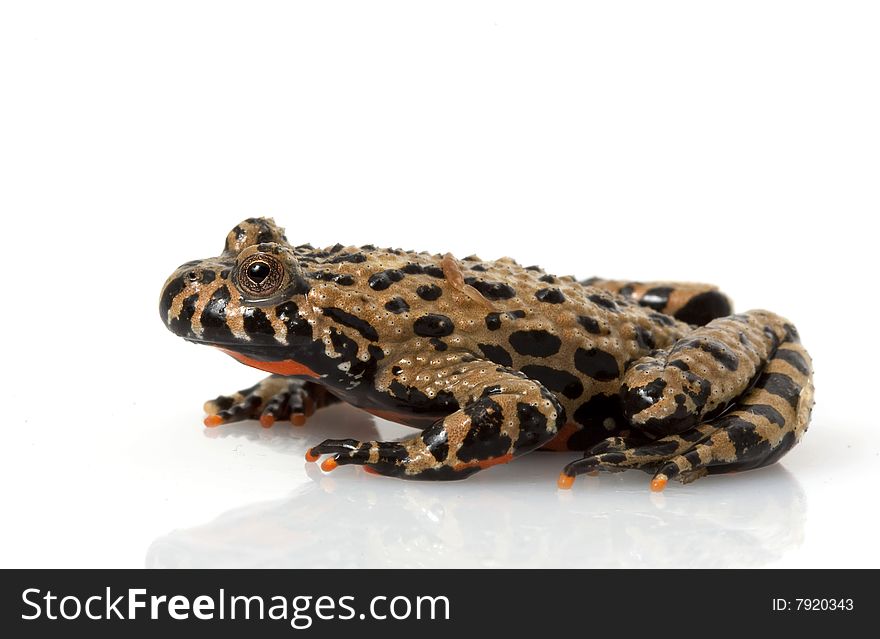 Fire-bellied Toad