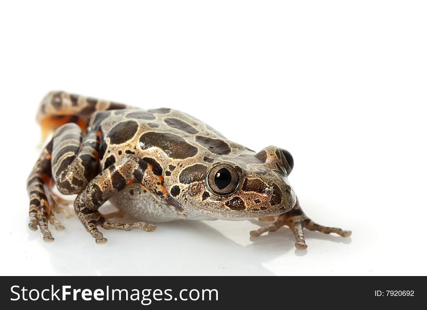 Tiger-Legged Walking Frog (Kassina maculate) isolated on white background.