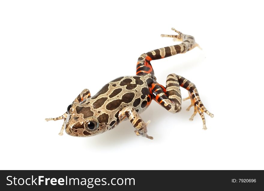 Tiger-Legged Walking Frog (Kassina maculate) isolated on white background.