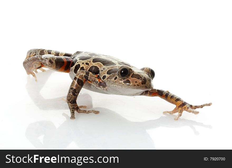 Tiger-Legged Walking Frog (Kassina maculate) isolated on white background.