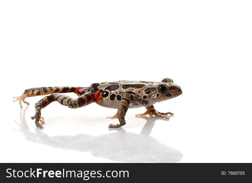 Tiger-Legged Walking Frog (Kassina maculate) isolated on white background.