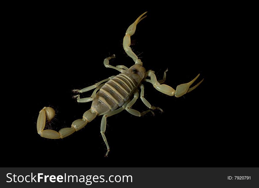 Dune Scorpion (Buthus Occitanus) isolated on black background.