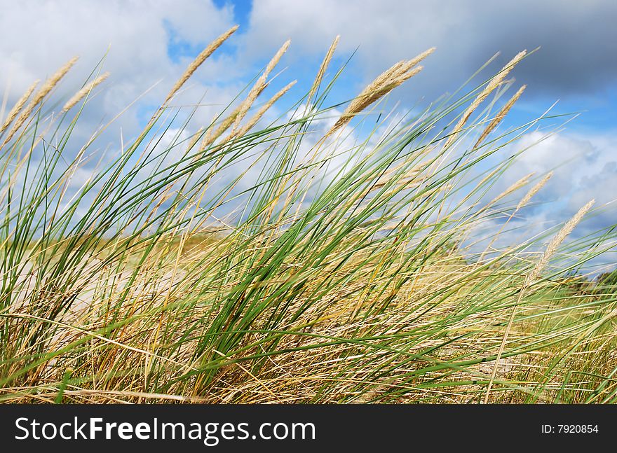 Close up of dunes grass on blue sky background