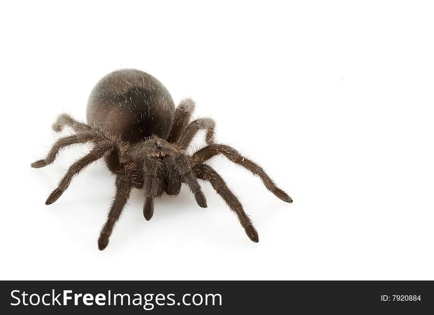 Brazilian Black Tarantula (Grammostola pulchra) isolated on white background.