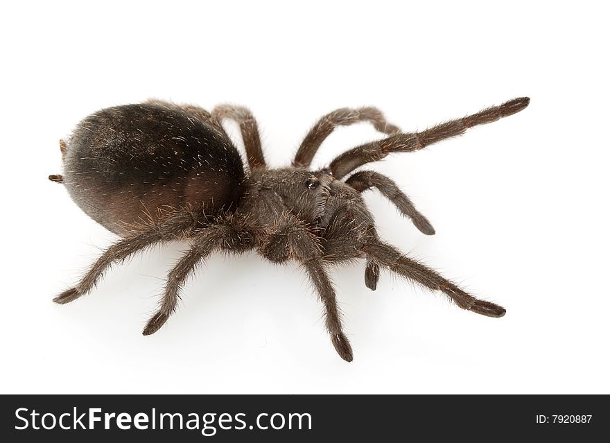 Brazilian Black Tarantula (Grammostola pulchra) isolated on white background.