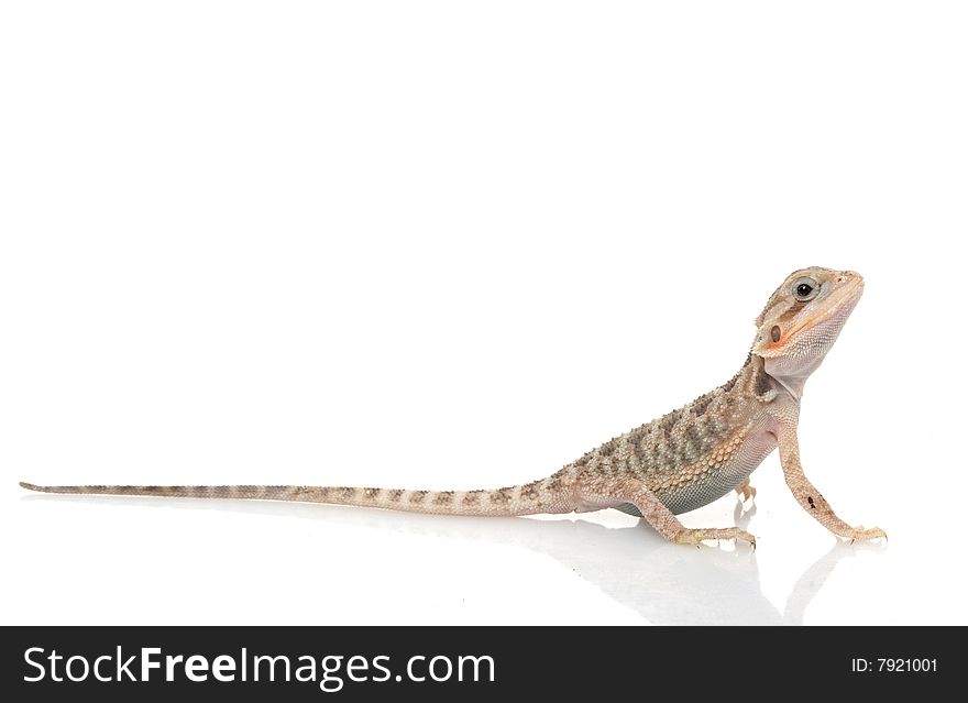 Translucent Bearded Dragon (Pogona vitticeps) isolated on white background.