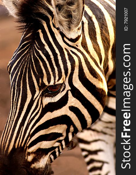 A Close Up Of A Zebra