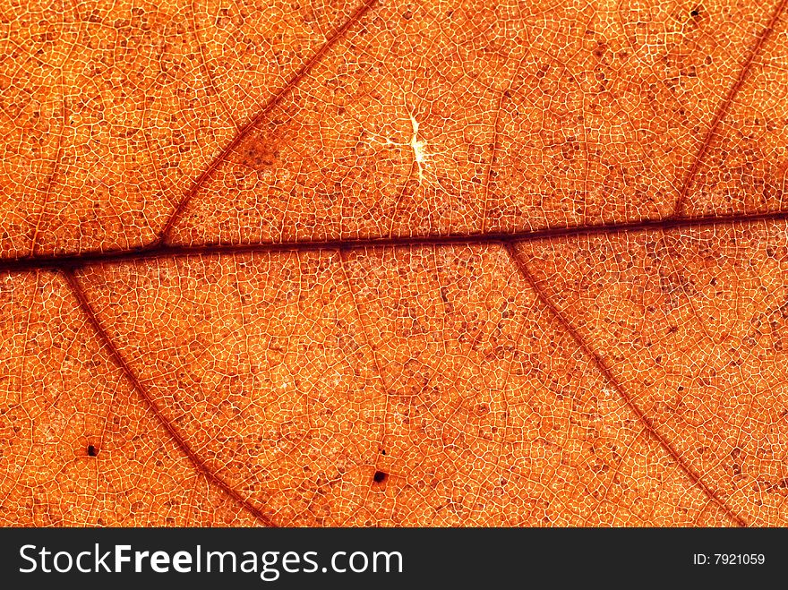 Autumn leaf background, close-up shot