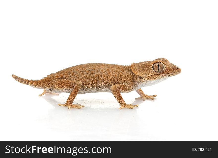 Helmeted Gecko (Tarentola chazaliae) isolated on white background.