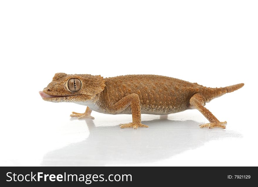 Helmeted Gecko (Tarentola chazaliae) isolated on white background.