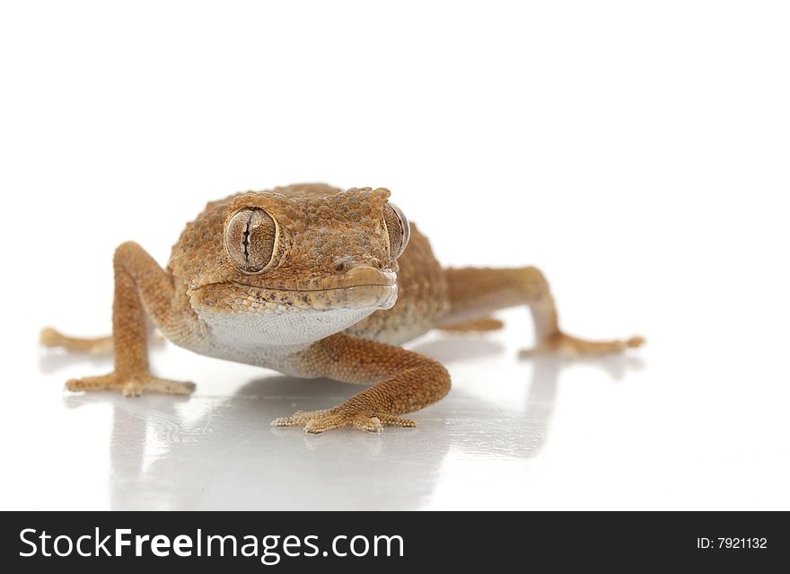 Helmeted Gecko (Tarentola chazaliae) isolated on white background.