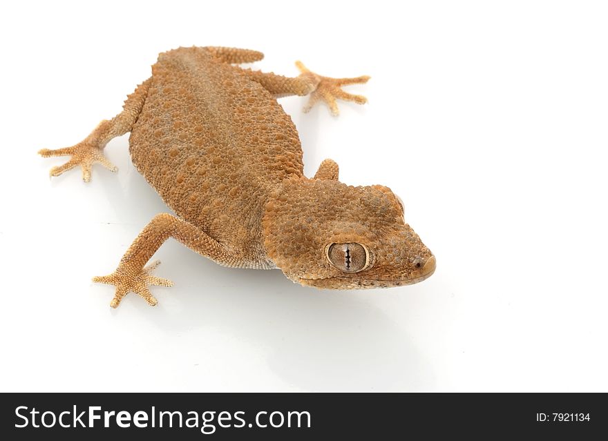 Helmeted Gecko (Tarentola chazaliae) isolated on white background.