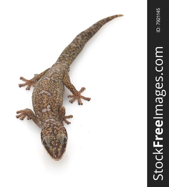 Velvet Gecko (Oeodura monilis) isolated on white background.