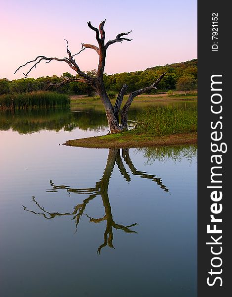 A dead tree reflecting on the water of a man made dam