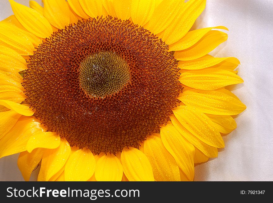 Beautiful sunflower