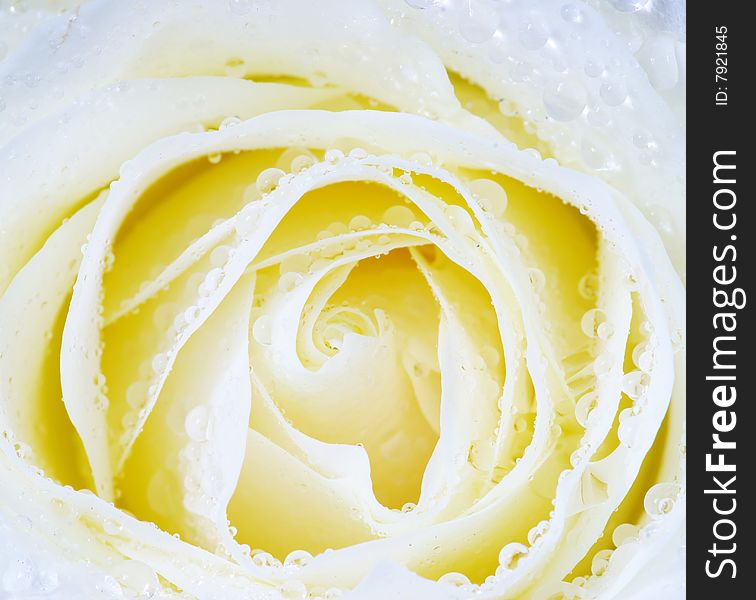 Macro of white rose with water drops