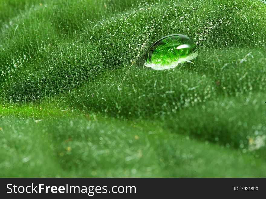 Drop on green plant leaf