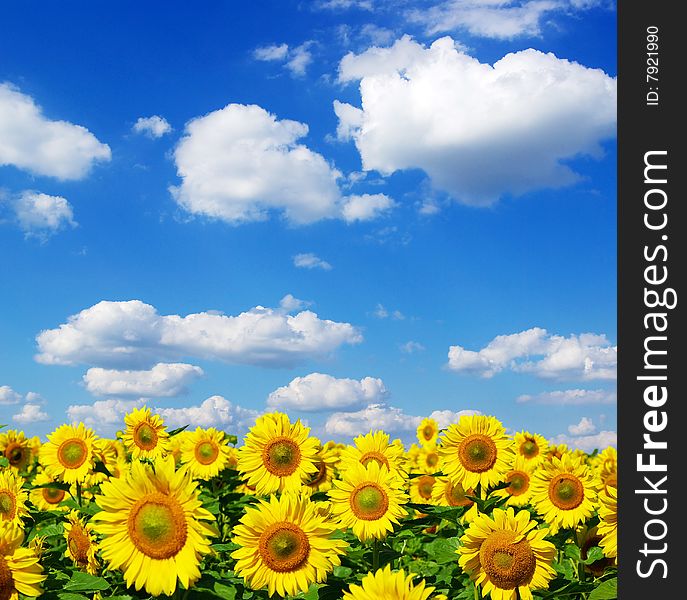 Sunflower field over cloudy blue sky