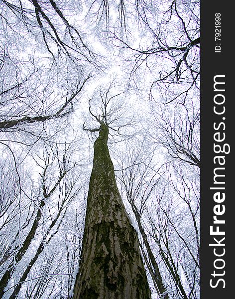 Frozen winter forest tree  and sky