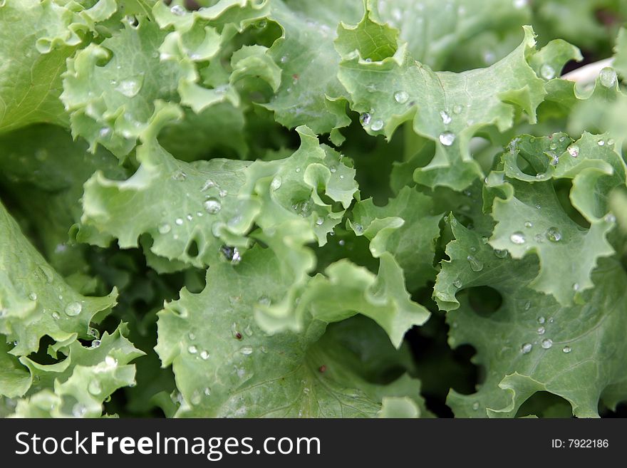 Green salad leafs in the garden