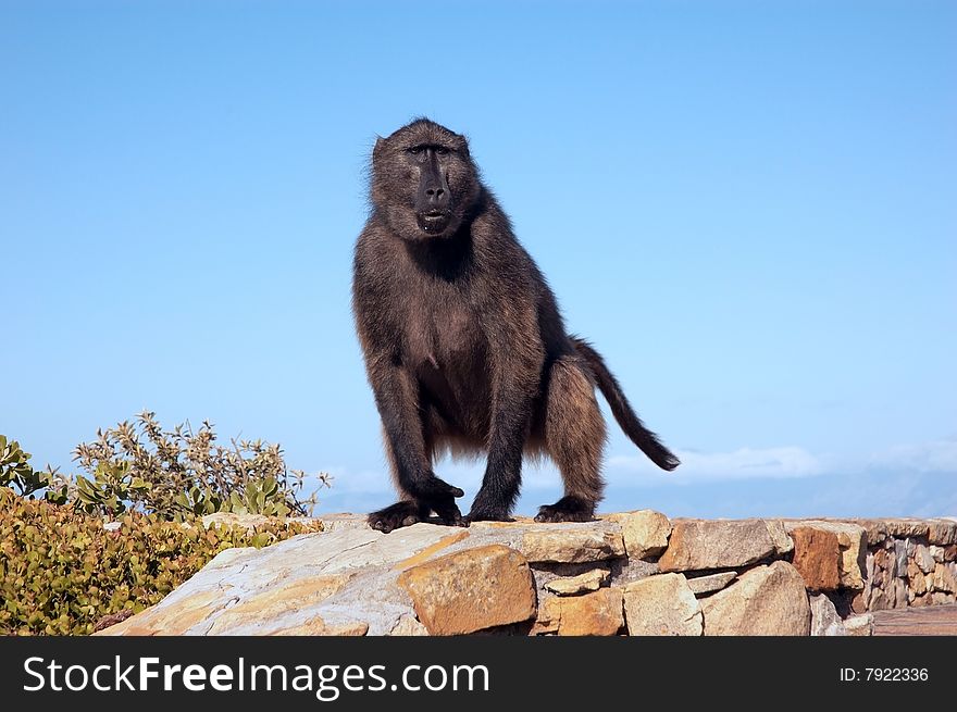 Baboon on the Cape Point. South Africa.