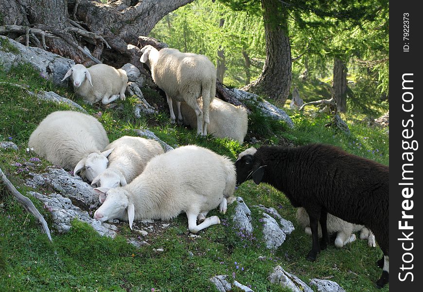 Herd of sheep grazing on the Alpine meadow. Julian Alps. Slovenia. Herd of sheep grazing on the Alpine meadow. Julian Alps. Slovenia.