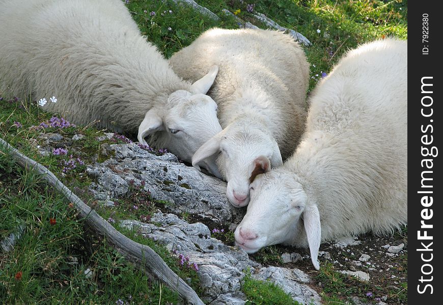 Herd of sheep lying on the Alpine meadow. Julian Alps. Slovenia. Herd of sheep lying on the Alpine meadow. Julian Alps. Slovenia.