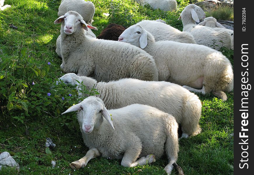 Alpine herd of sheep