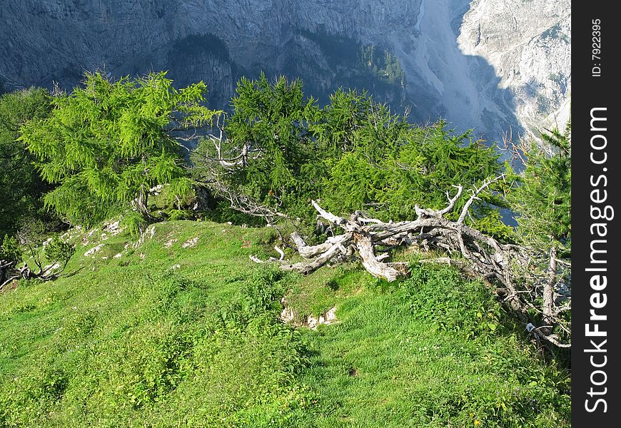 Green Alpine slope with conifers and barren tree trunks. Foothill of a mountain Jalovec. Julian Alps. Slovenia.