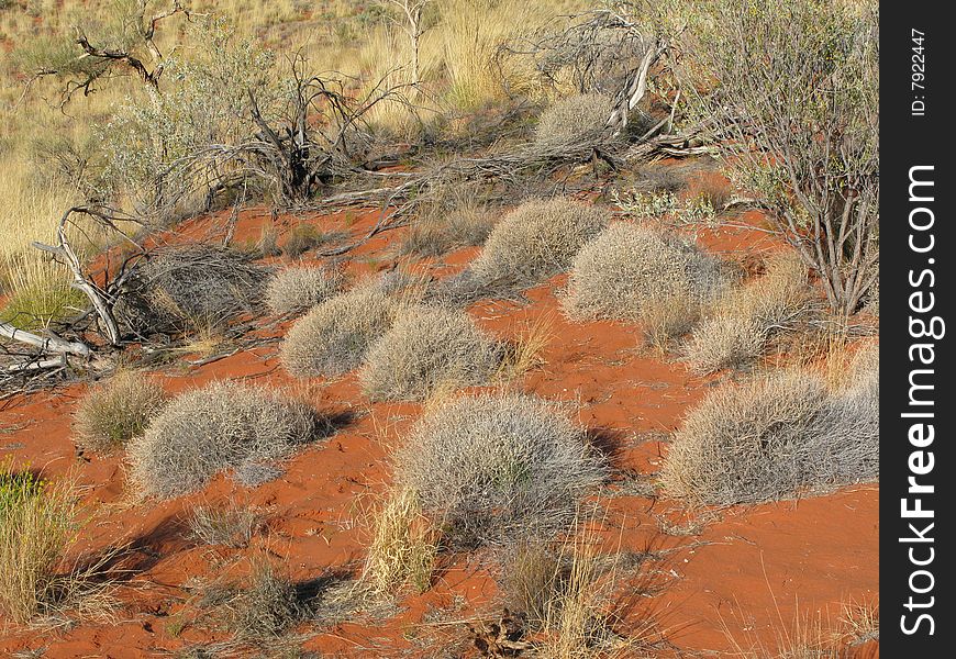 Shrubby surrounded countryside near famous natural landmark Kata Tjuta - A World Heritage Area. Olgas. Australia. Shrubby surrounded countryside near famous natural landmark Kata Tjuta - A World Heritage Area. Olgas. Australia.