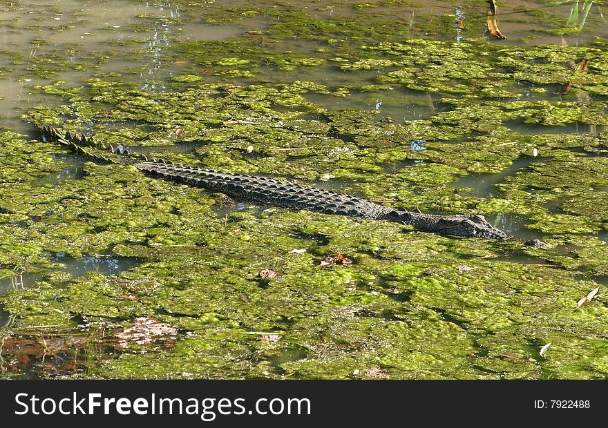 Crocodile lurking in a muddy pond full of green moss. Mary River Wetlands, Northern Territory, Australia