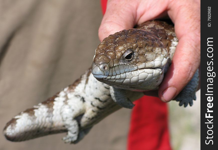 Closeup shot of a Shingleback Lizard in a human hand. Western Australia, Australia