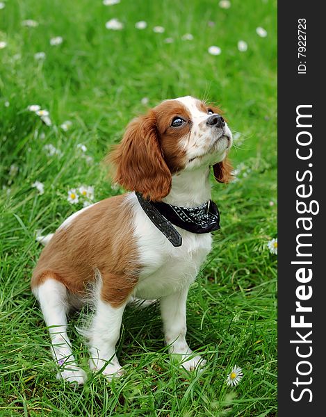 A puppy of cavalier king. A puppy of cavalier king