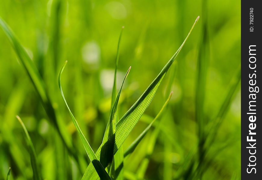 Nature Green grass as beautifull background