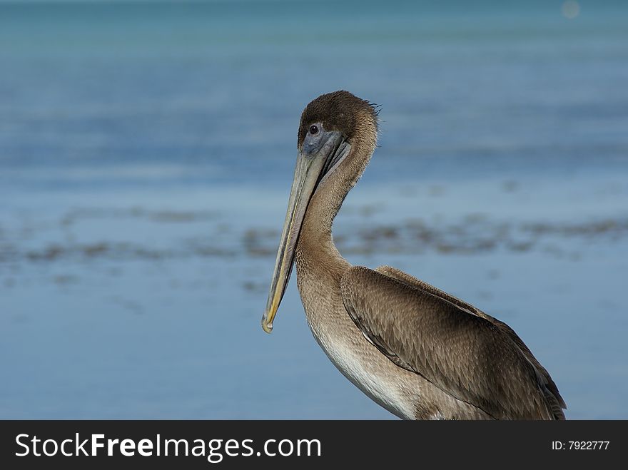 Pelican sitting with ocean as background. Pelican sitting with ocean as background