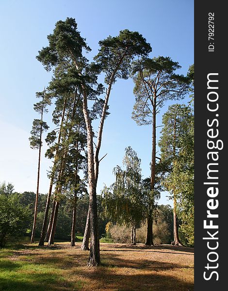 Pine forest â€“ Silver forest in the Moscow region. Pine forest â€“ Silver forest in the Moscow region