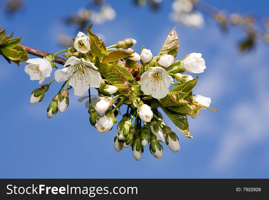 Blooming tree branch against clear blue sky. Blooming tree branch against clear blue sky.