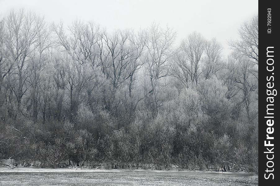 Black winter trees on riverbank scenic landscape. Black winter trees on riverbank scenic landscape